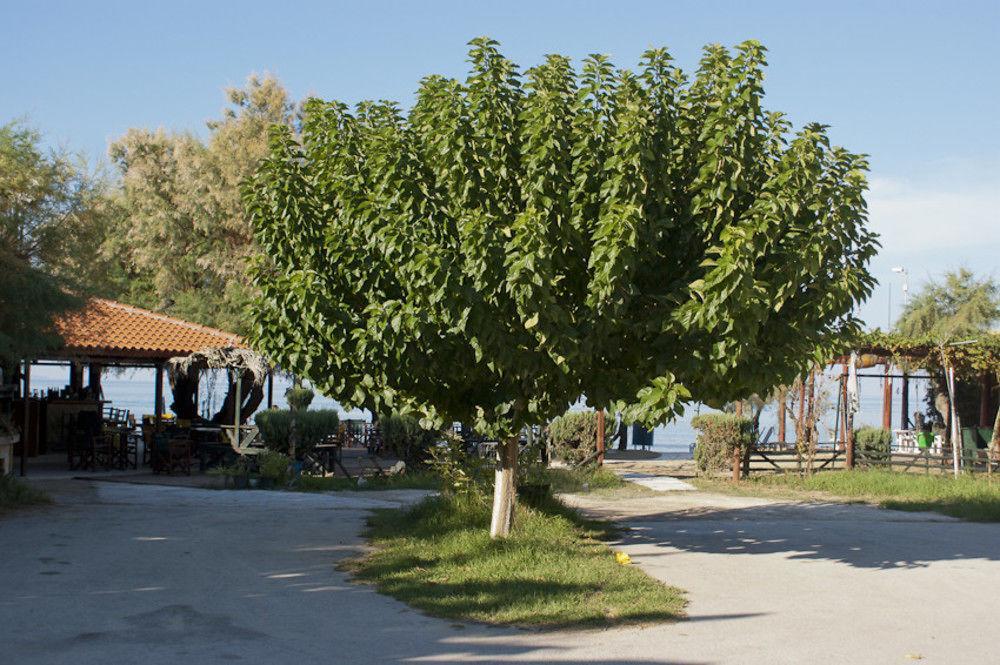 Anetis Hotel Planos